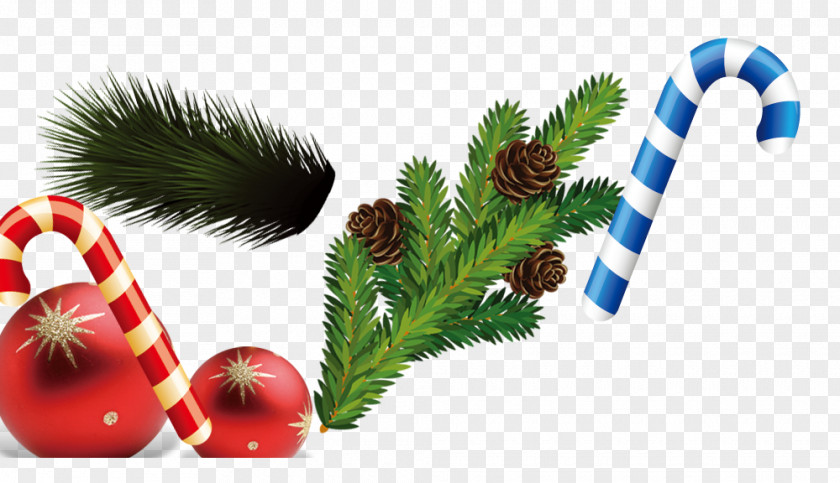 Sugar Pine Decoration Ball Nut Christmas Ornament Tree PNG