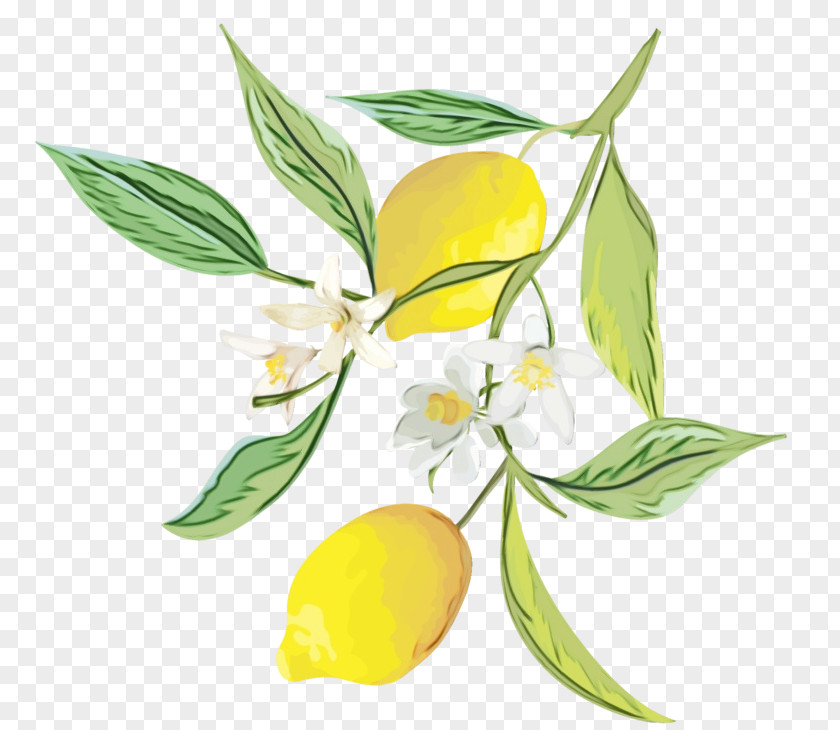 Ylangylang Yellow Watercolor Flower Background PNG