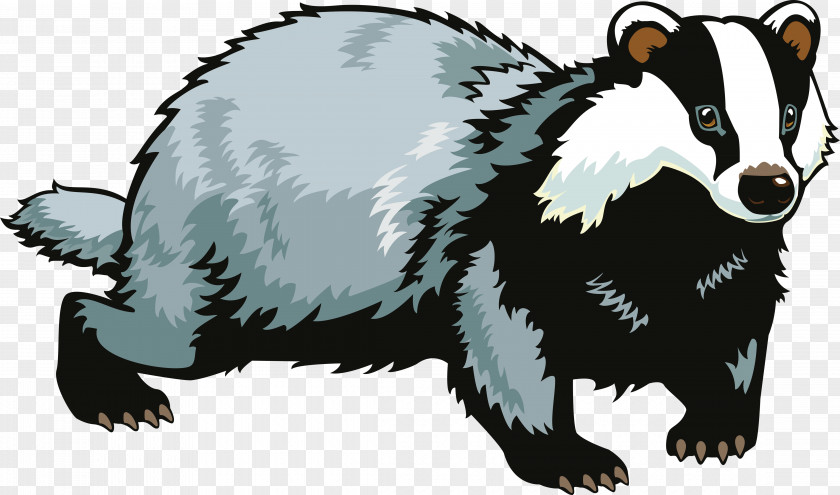 Badger PNG Badger, gray, white, and black rodent clipart PNG