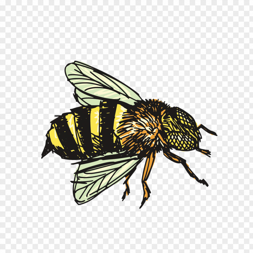 Bee Insect Drawing Clip Art PNG