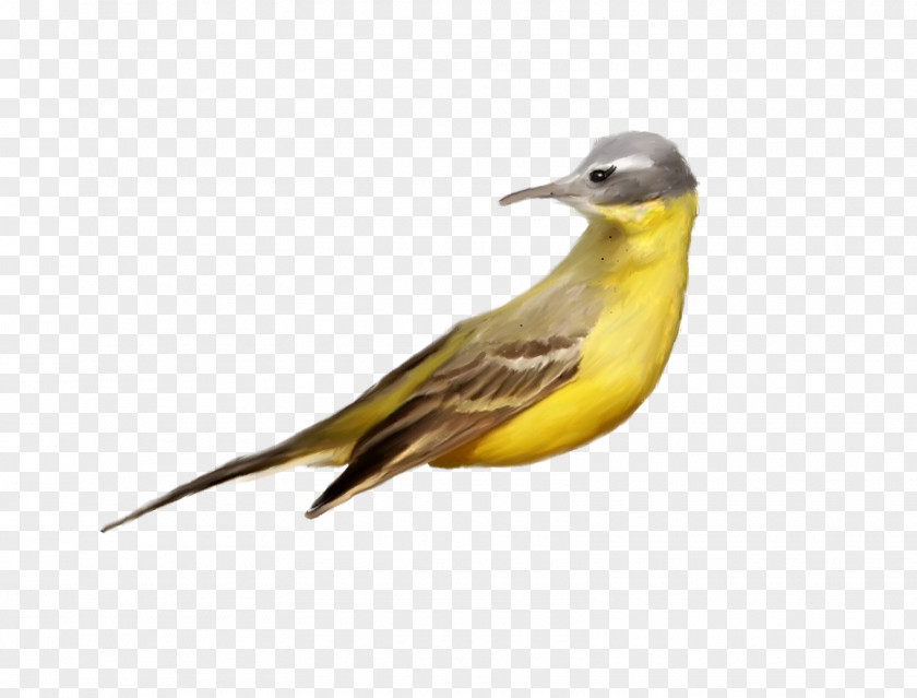 Bird Beak Clip Art PNG