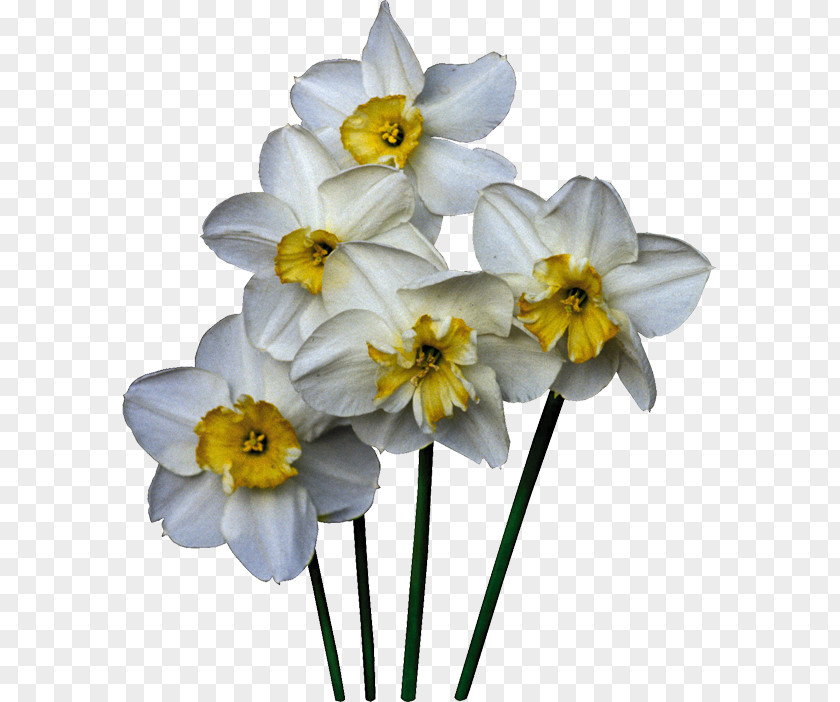 Daffodils Daffodil Cut Flowers Plant Clip Art PNG
