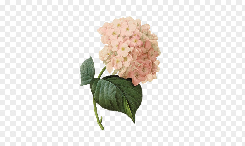 Flower French Hydrangea Botanical Illustration Printing Paper PNG