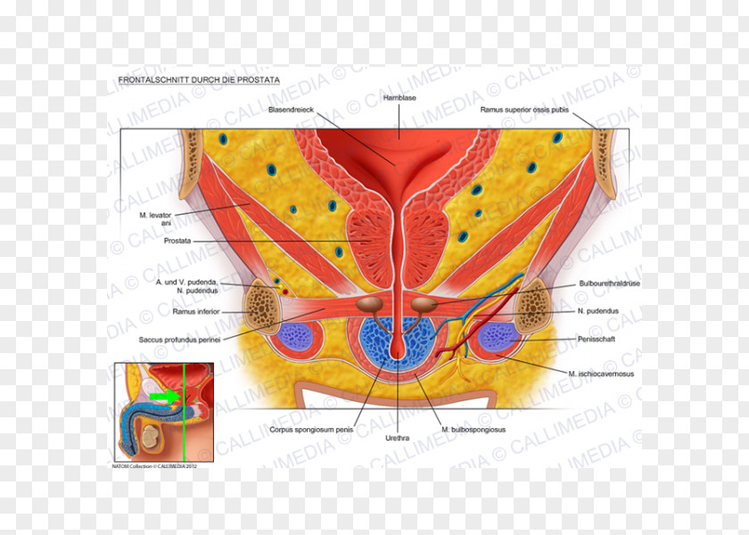 Tongue Prostate Urinary Bladder Pelvis Genitourinary System Anatomy PNG