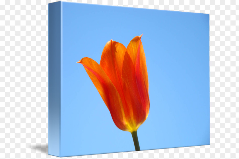 Tulip Petal Sky Plc PNG