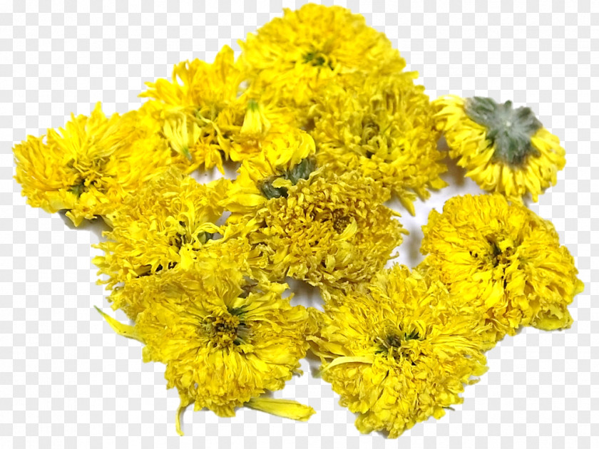 Chrysanthemum Cut Flowers Plant PNG