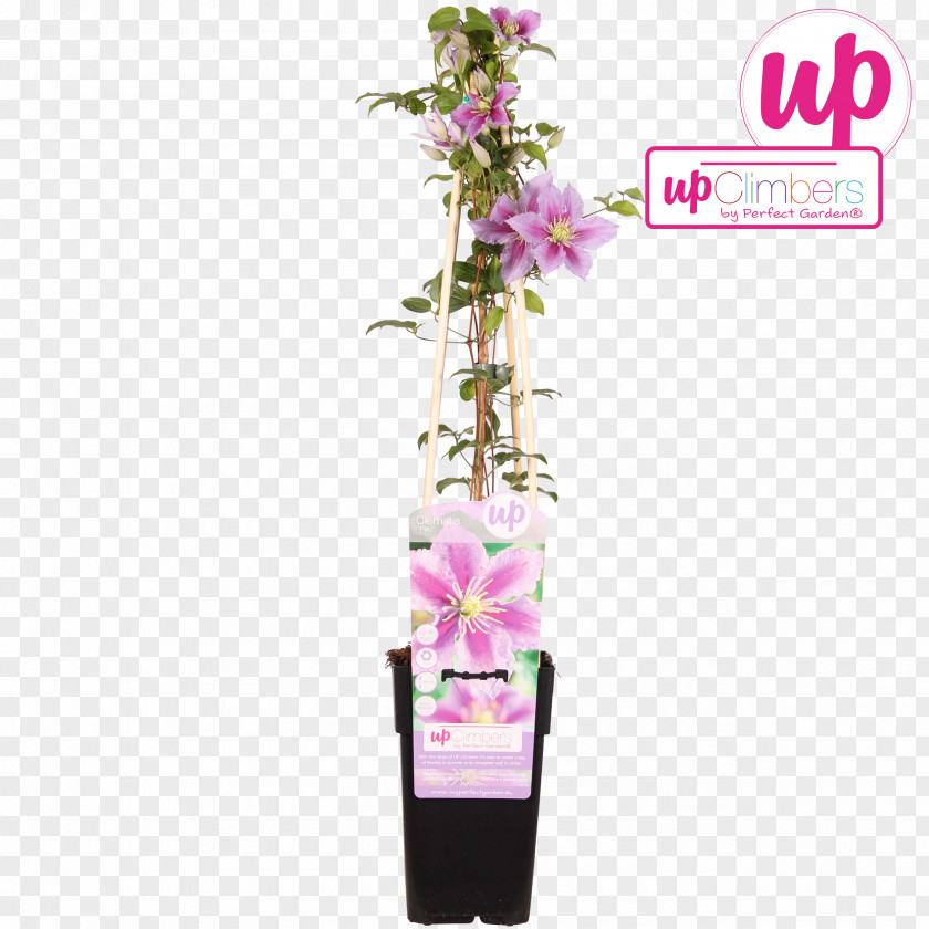 Honeysuckle Clematis Vitalba Cut Flowers Plant Garden PNG