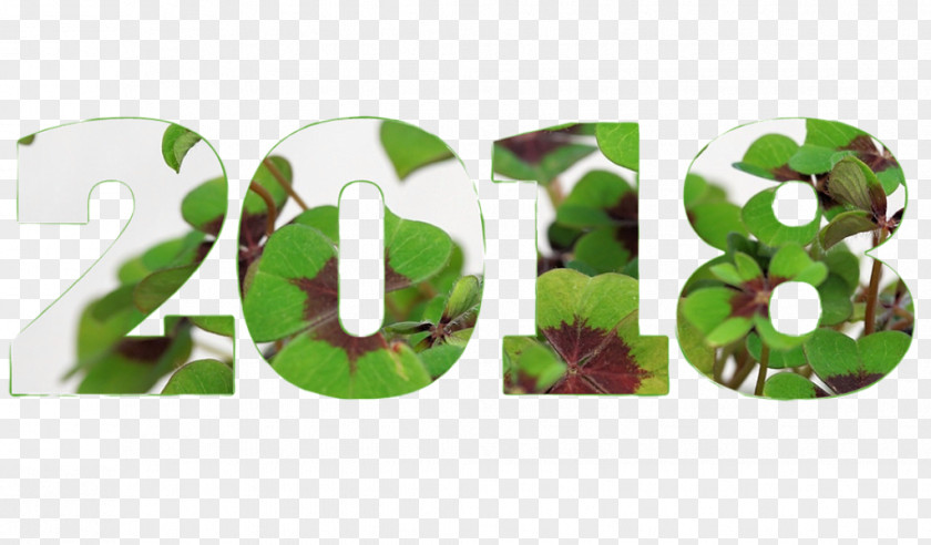 Katrina Kaif New Year's Day Resolution Organic Food Wish PNG