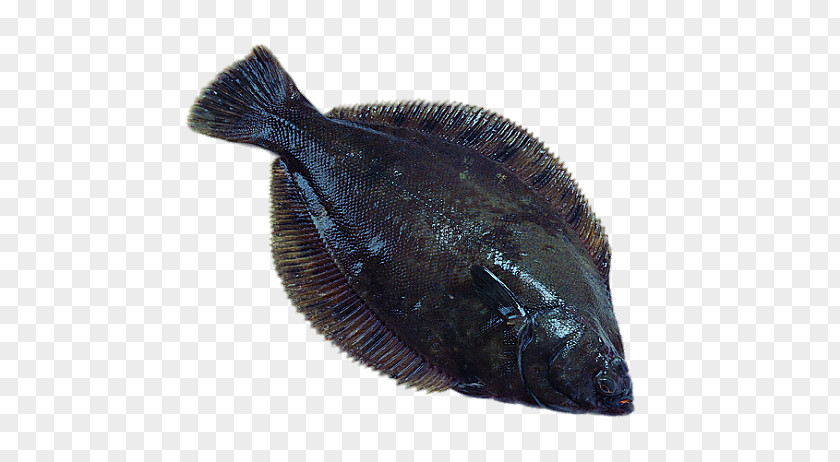 North America Blackfish Seafood Flatfish European Plaice Pleuronectidae PNG