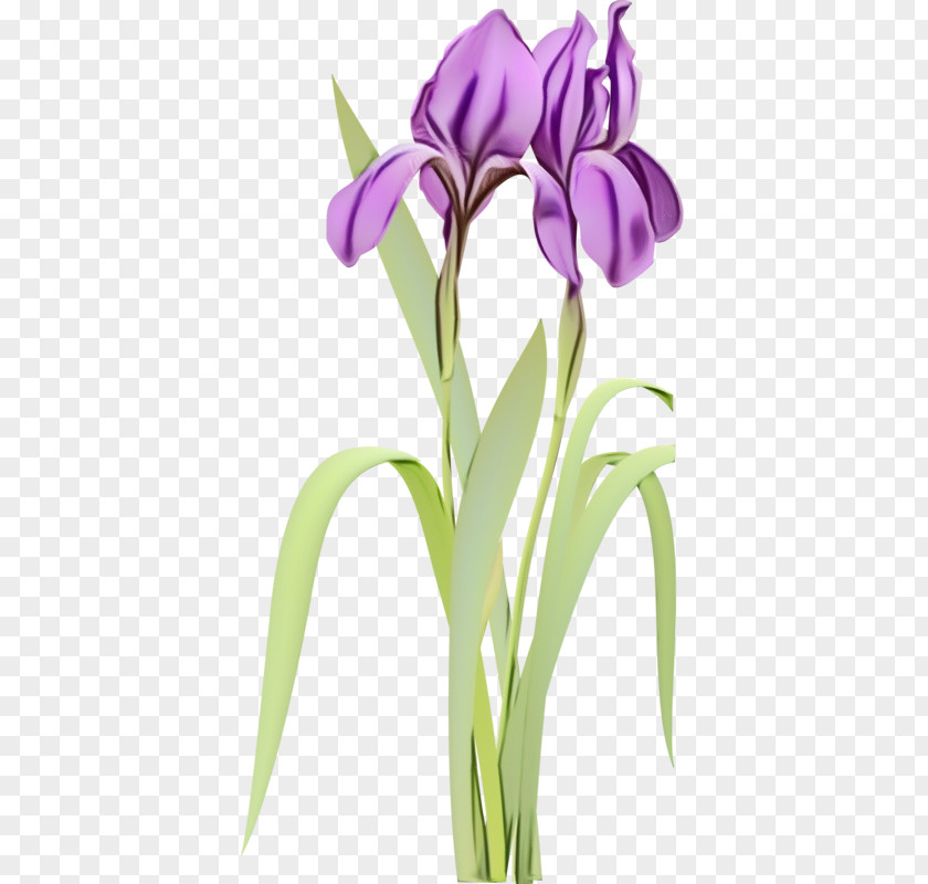 Plant Stem Iris Flower Flowering Purple Violet PNG