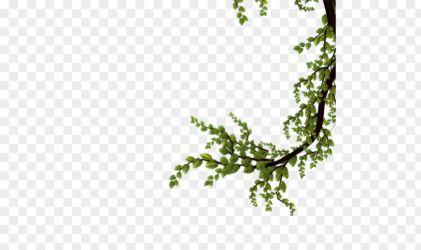 Tree Twig Branch Leaf PNG