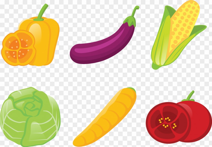 Vector Illustration Vegetables Vegetable PNG