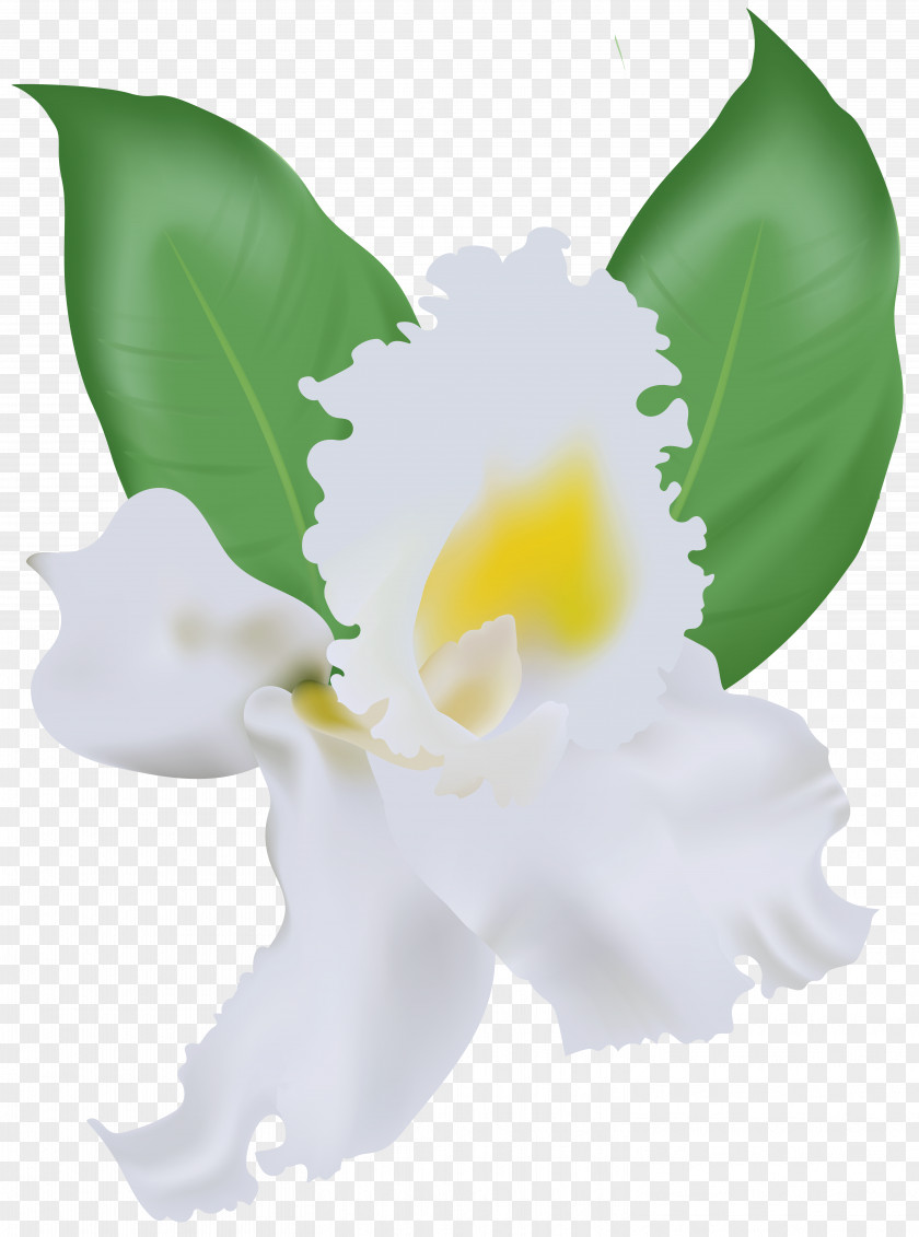 White Orchid Flower Clip Art PNG