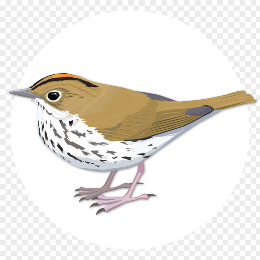 Bird Finch Oyster Bay Wren Sparrow PNG