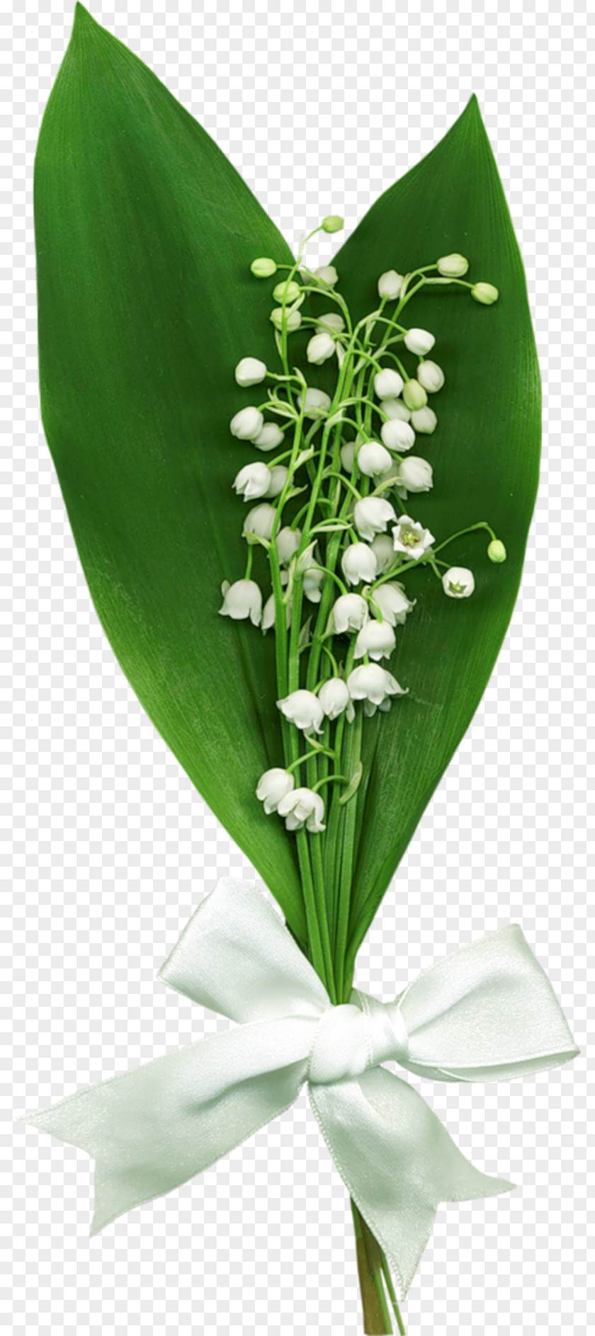 Enfant Lily Of The Valley Clip Art PNG