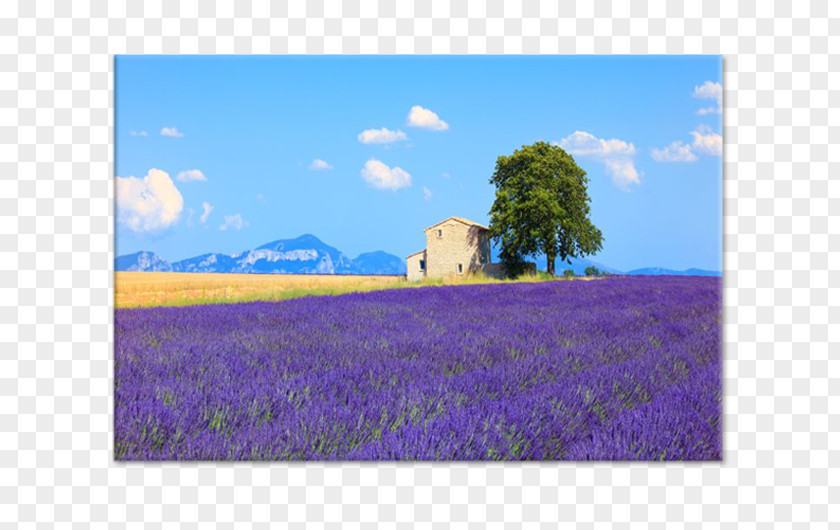 Painting English Lavender Canvas Panel Tableau PNG