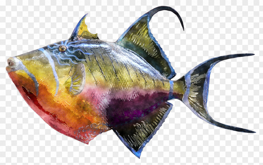 Watercolor Fishing Triggerfish Photography Underwater PNG