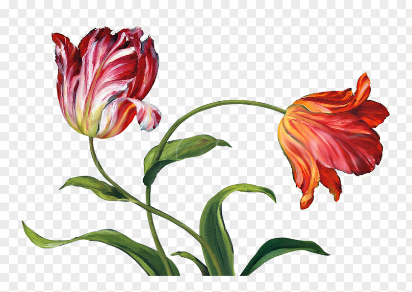 Audit Flower Floral Design Tulip Painting Canvas Print PNG