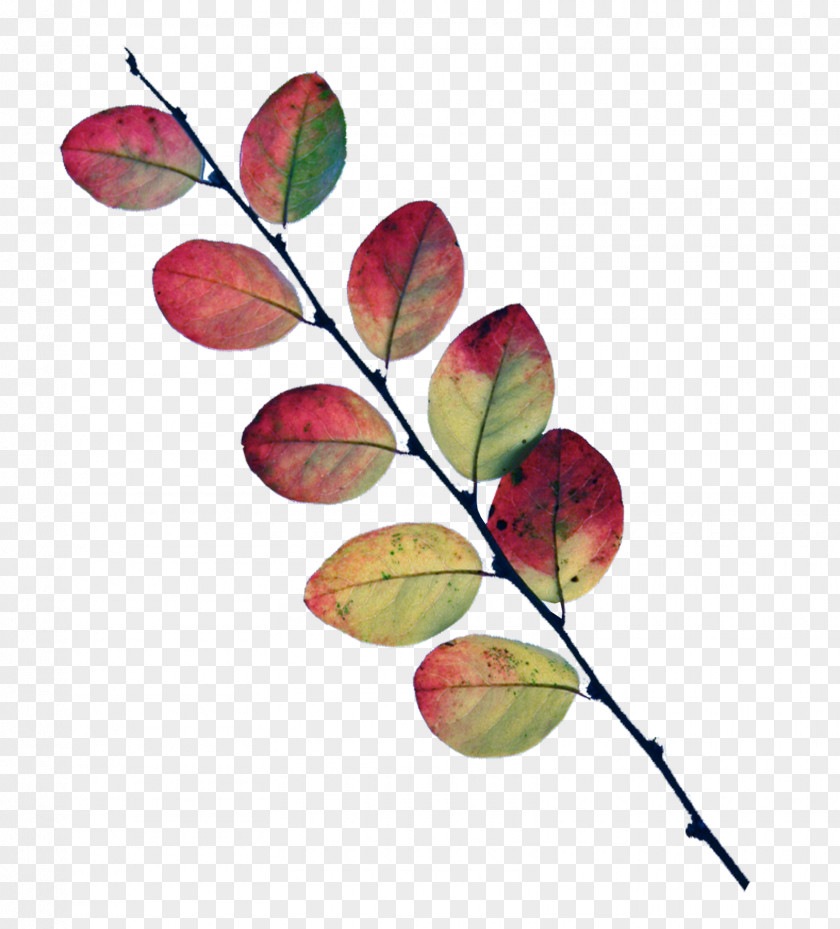 Autumn Leaves Leaf Twig Tree Petal Plant PNG