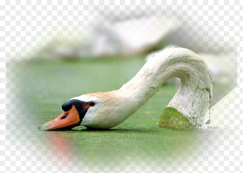 Bird Mute Swan Whooper Bewick's Cygnini PNG