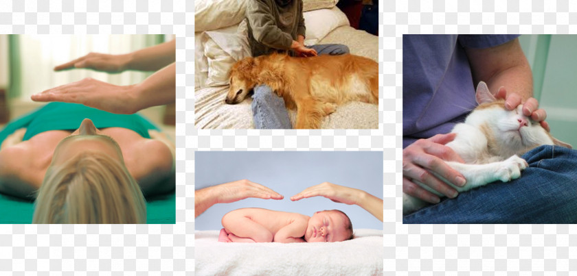 Dog Finger Carnivores Canine Massage Product PNG