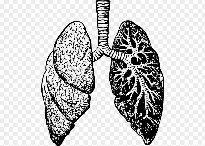 Lungs Lung Drawing Anatomy Breathing Sketch PNG