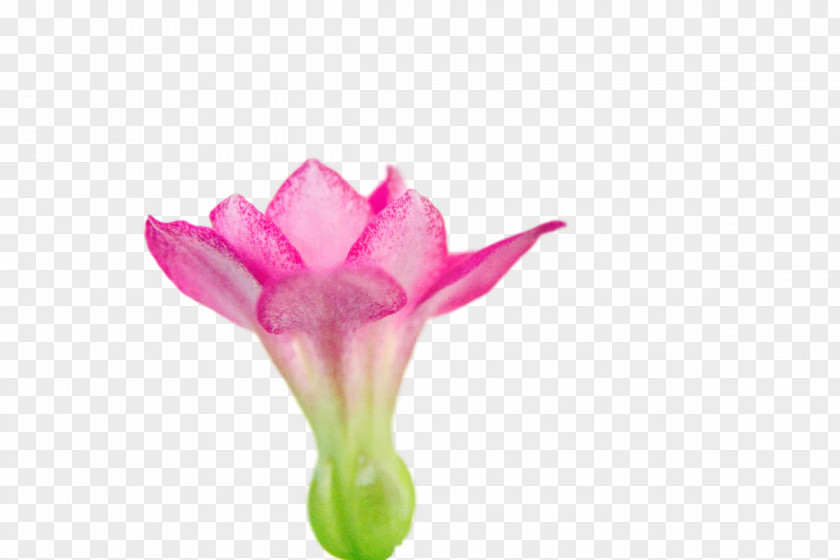 Plant Stem Cut Flowers Bud Tulip Petal PNG