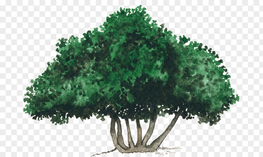 Tree Shrub Evergreen Vegetation Leaf PNG