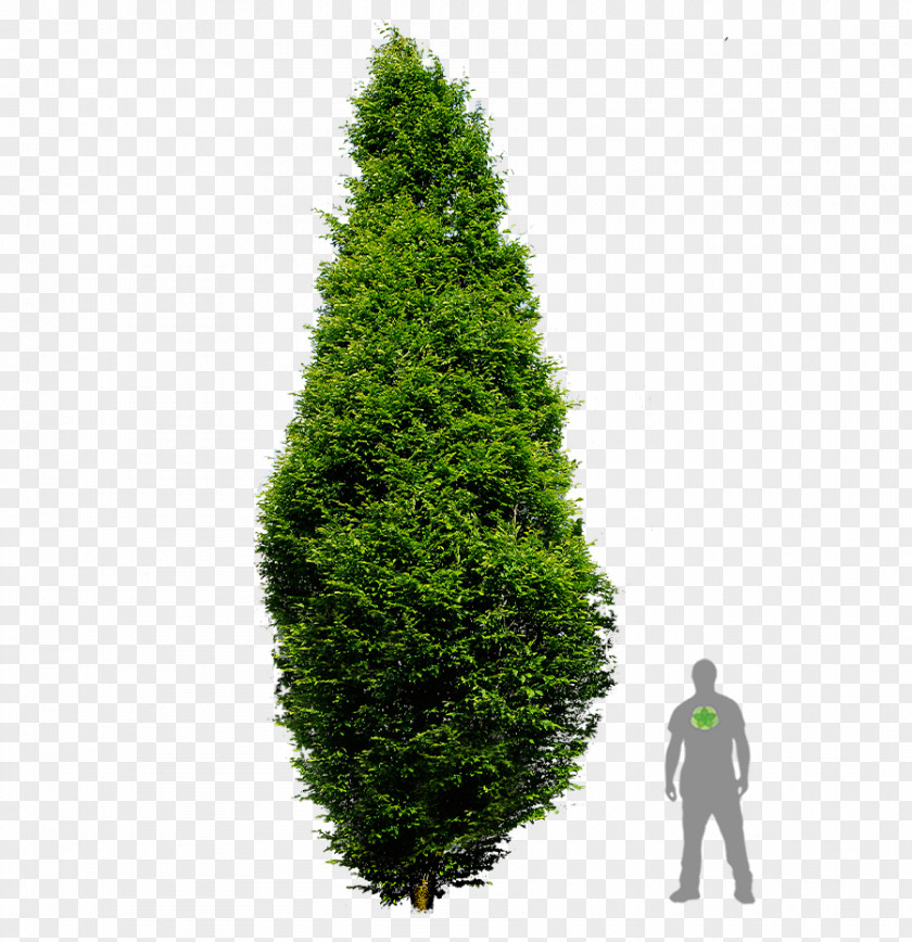 Tree Spruce European Hornbeam Pine English Yew Arborvitae PNG