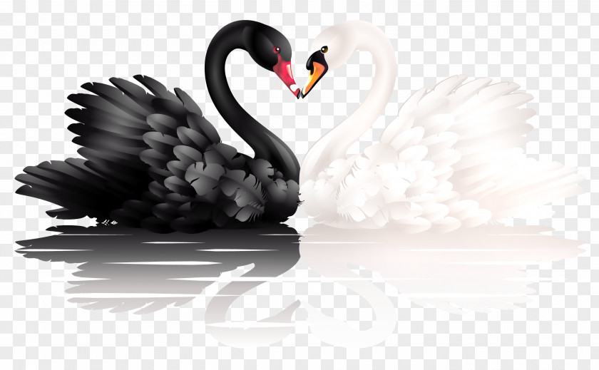 White And Black Swans With Heart Shape Clipart Mute Swan Swan, Black-necked Trumpeter PNG