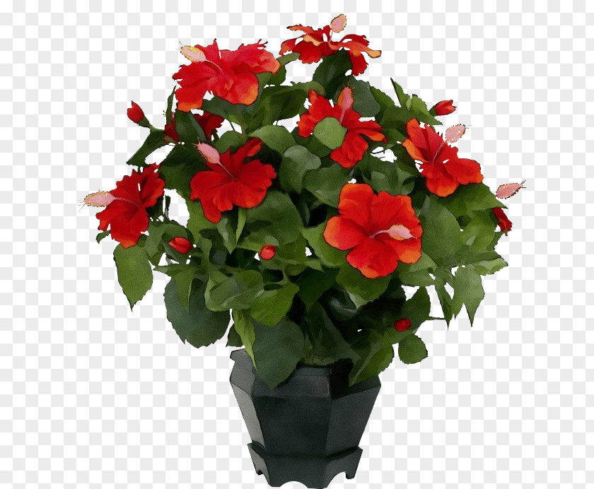 Annual Plant Busy Lizzie Flower Flowering Red Petal PNG
