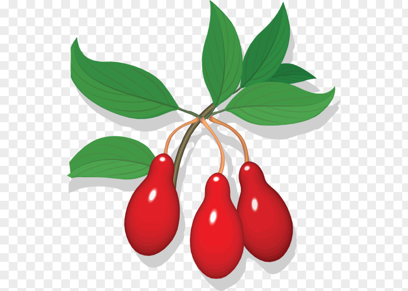 Cherry Fruit Auglis Clip Art PNG