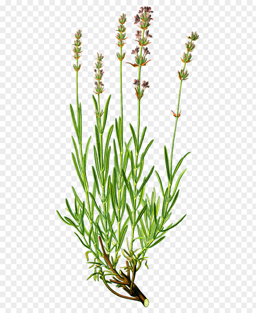 English Lavender Herb Medicinal Plants Essential Oil PNG