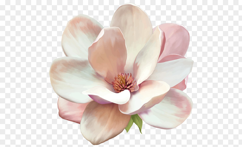Flower Magnolia Denudata PNG