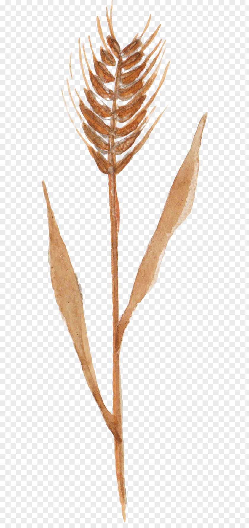 Hand-painted Wheat Autumn Crop PNG