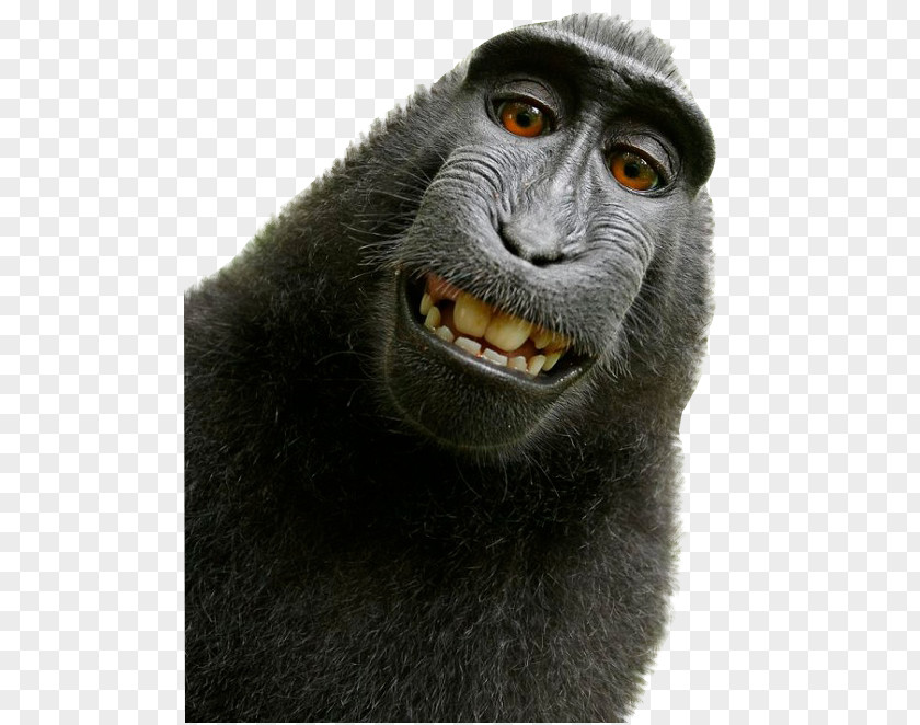 Monkey Celebes Crested Macaque Selfie Primate PNG