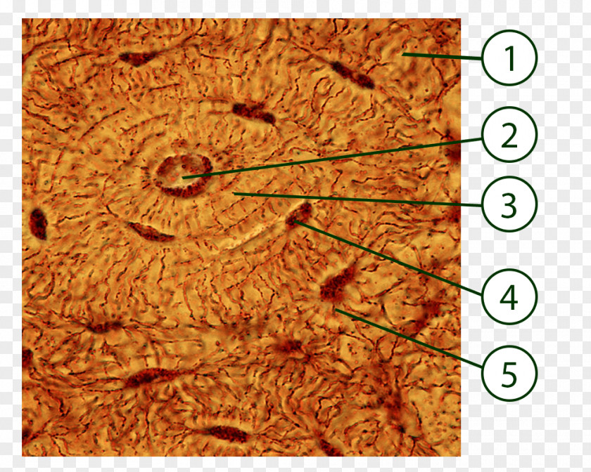 Osteocyte Connective Tissue Lacuna Bone Osteon PNG