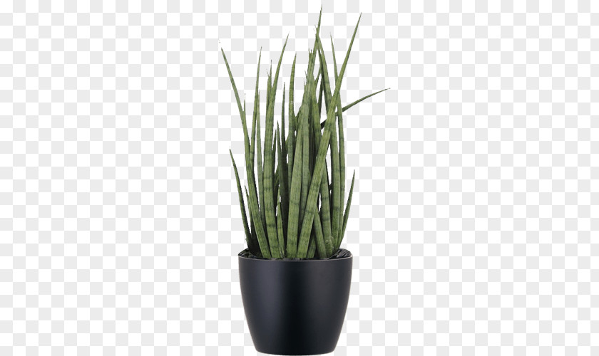 Plant Sansevieria Cylindrica Viper's Bowstring Hemp Succulent San Severo PNG