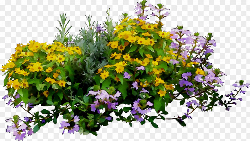 Violet Floral Design Annual Plant Purple PNG