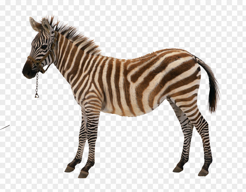 Zebra Royalty-free Stock Photography Vector Graphics Illustration PNG