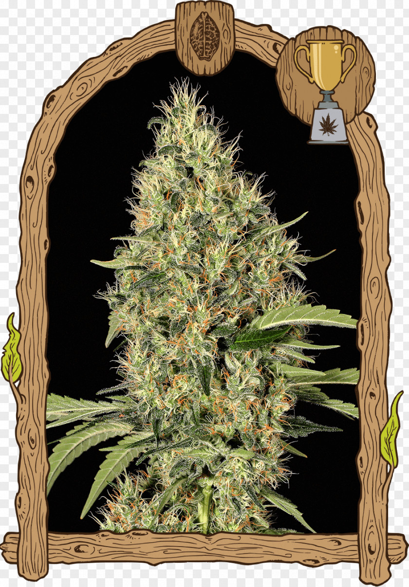 Cannabis Sativa Seed Marijuana White Widow PNG