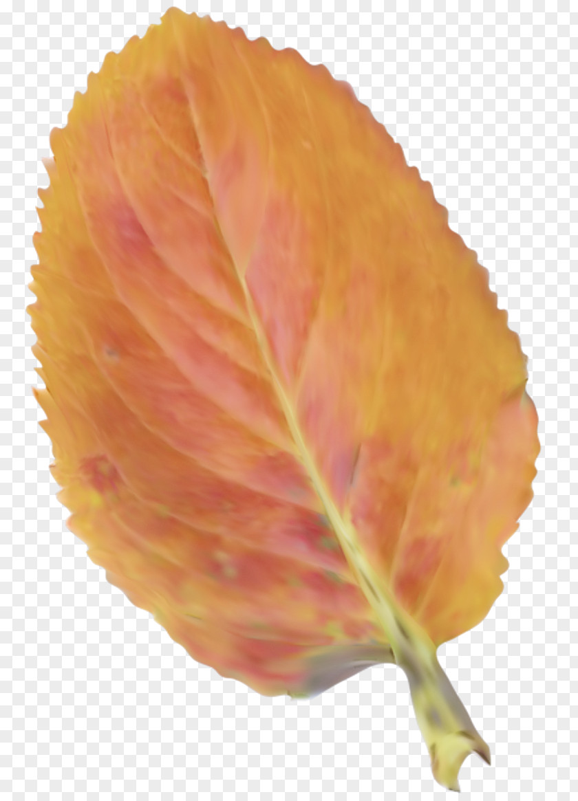 Deciduous Flower Orange PNG