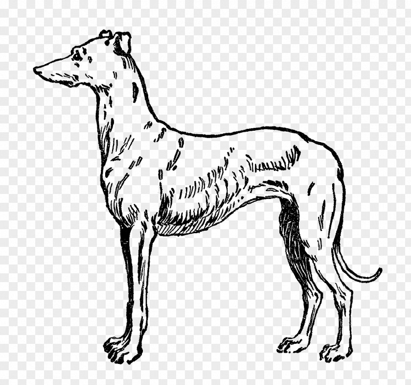 Free Cliparts Greyhound Whippet Italian Galgo Espaxf1ol Dog Breed PNG