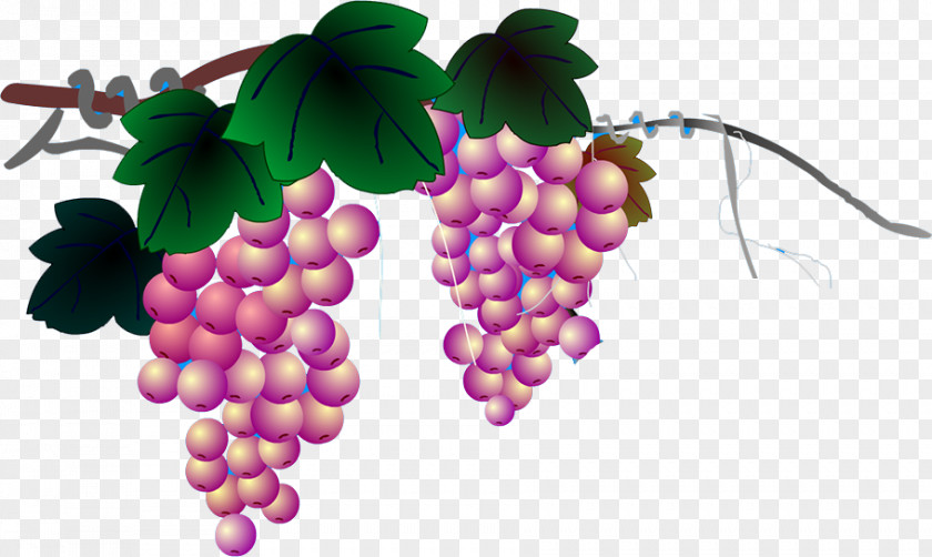 Grape Grapevines Google Images PNG