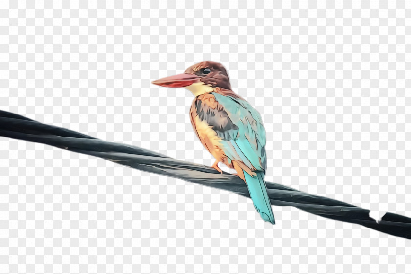 Hummingbird Branch PNG