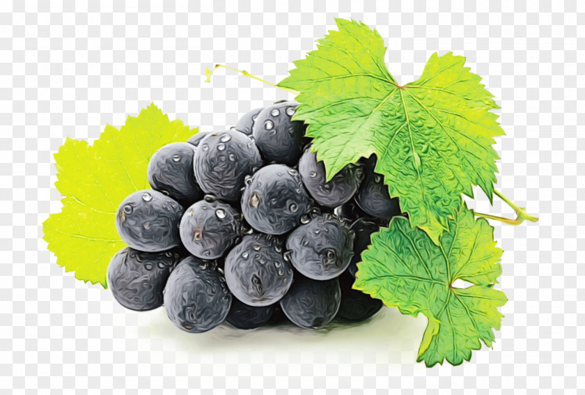 Leaf Vitis Grape Leaves Seedless Fruit Grapevine Family Plant PNG