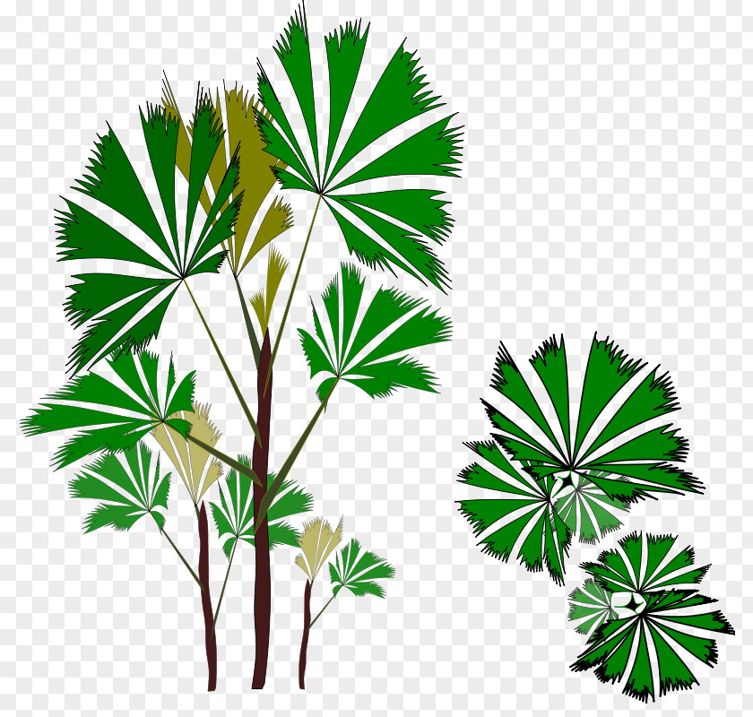 Plant Asian Palmyra Palm Rhapis Excelsa Arecaceae Clip Art PNG