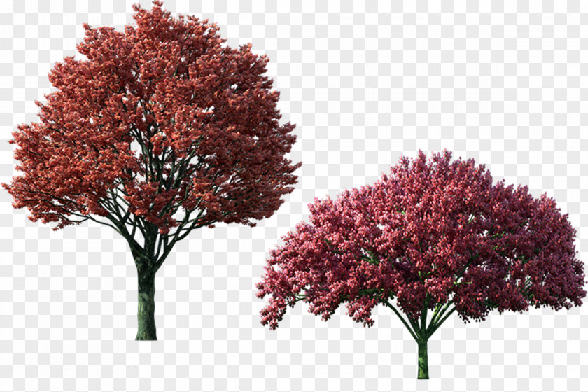 Autumn Trees Material Tree Icon PNG