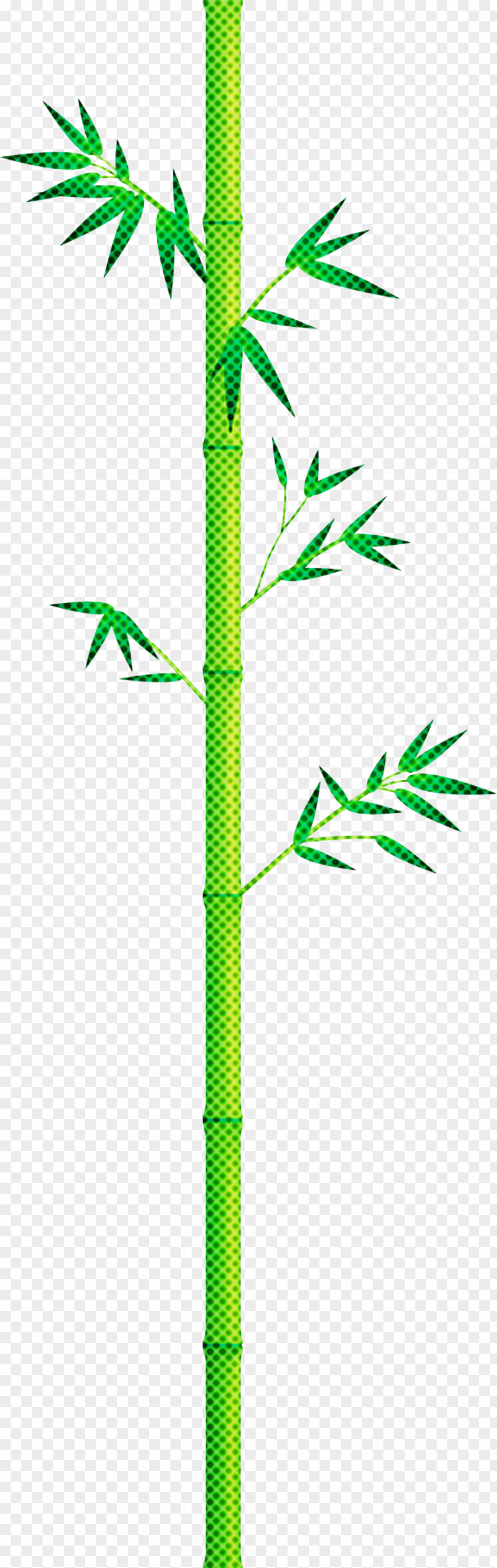 Bamboo Leaf PNG