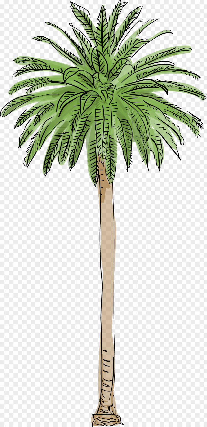 Date Palm Los Angeles Washingtonia Filifera Robusta Arecaceae Tree PNG